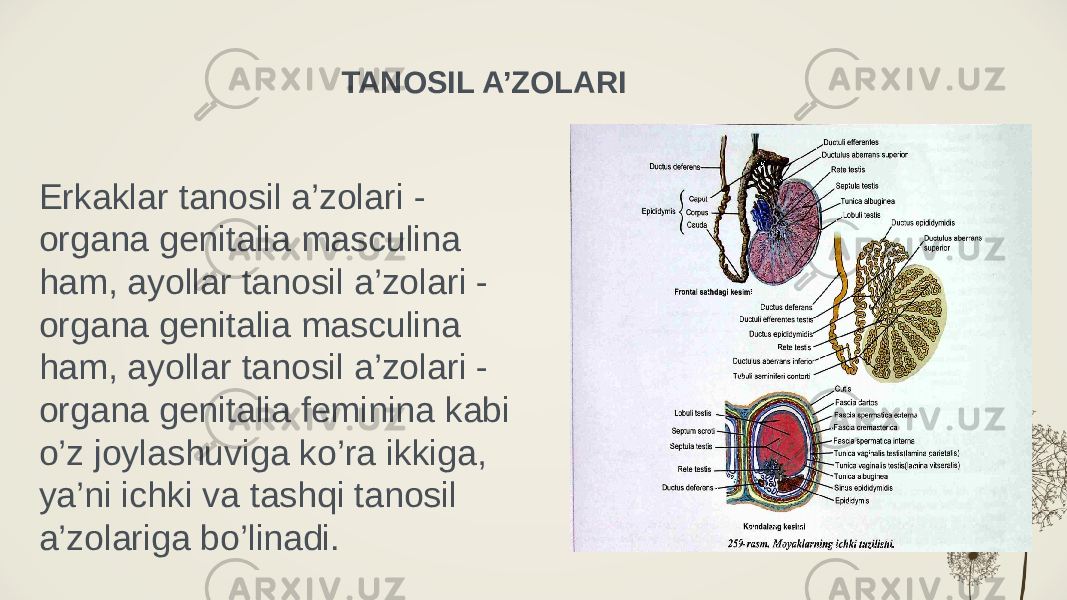 TANOSIL A’ZOLARI Erkaklar tanosil a’zolari - organa genitalia masculina ham, ayollar tanosil a’zolari - organa genitalia masculina ham, ayollar tanosil a’zolari - organa genitalia feminina kabi o’z joylashuviga ko’ra ikkiga, ya’ni ichki va tashqi tanosil a’zolariga bo’linadi. 