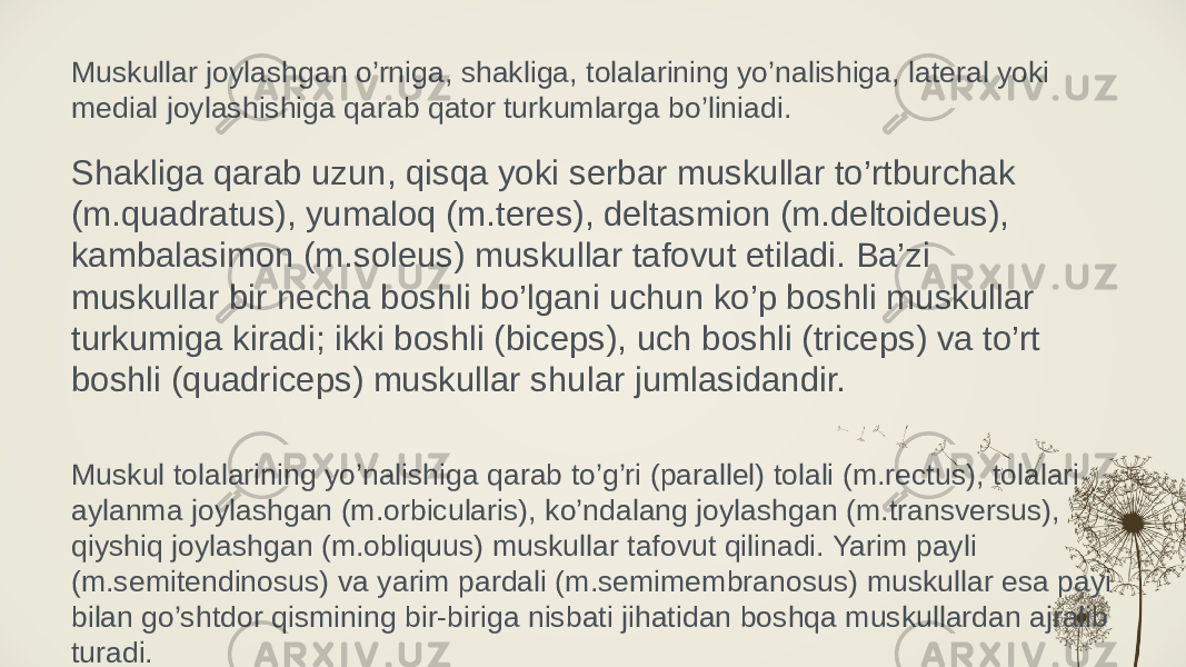 Muskullar joylashgan o’rniga, shakliga, tolalarining yo’nalishiga, lateral yoki medial joylashishiga qarab qator turkumlarga bo’liniadi. Shakliga qarab uzun, qisqa yoki serbar muskullar to’rtburchak (m.quadratus), yumaloq (m.teres), deltasmion (m.deltoideus), kambalasimon (m.soleus) muskullar tafovut etiladi. Ba’zi muskullar bir necha boshli bo’lgani uchun ko’p boshli muskullar turkumiga kiradi; ikki boshli (biceps), uch boshli (triceps) va to’rt boshli (quadriceps) muskullar shular jumlasidandir. Muskul tolalarining yo’nalishiga qarab to’g’ri (parallel) tolali (m.rectus), tolalari aylanma joylashgan (m.orbicularis), ko’ndalang joylashgan (m.transversus), qiyshiq joylashgan (m.obliquus) muskullar tafovut qilinadi. Yarim payli (m.semitendinosus) va yarim pardali (m.semimembranosus) muskullar esa payi bilan go’shtdor qismining bir-biriga nisbati jihatidan boshqa muskullardan ajralib turadi. 