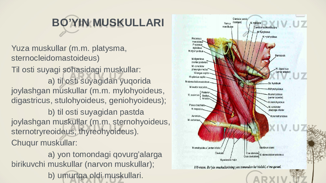 BO’YIN MUSKULLARI Yuza muskullar (m.m. platysma, sternocleidomastoideus) Til osti suyagi sohasidagi muskullar: a) til osti suyagidan yuqorida joylashgan muskullar (m.m. mylohyoideus, digastricus, stulohyoideus, geniohyoideus); b) til osti suyagidan pastda joylashgan muskullar (m.m. sternohyoideus, sternotryreoideus, thyreohyoideus). Chuqur muskullar: a) yon tomondagi qovurg’alarga birikuvchi muskullar (narvon muskullar); b) umurtqa oldi muskullari. 