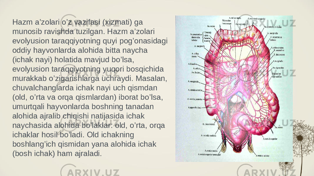 Hazm a’zolari o’z vazifasi (xizmati) ga munosib ravishda tuzilgan. Hazm a’zolari evolyusion taraqqiyotning quyi pog’onasidagi oddiy hayvonlarda alohida bitta naycha (ichak nayi) holatida mavjud bo’lsa, evolyusion taraqqiyotning yuqori bosqichida murakkab o’zigarishlarga uchraydi. Masalan, chuvalchanglarda ichak nayi uch qismdan (old, o’rta va orqa qismlardan) iborat bo’lsa, umurtqali hayvonlarda boshning tanadan alohida ajralib chiqishi natijasida ichak naychasida alohida bo’laklar: old, o’rta, orqa ichaklar hosil bo’ladi. Old ichakning boshlang’ich qismidan yana alohida ichak (bosh ichak) ham ajraladi. 