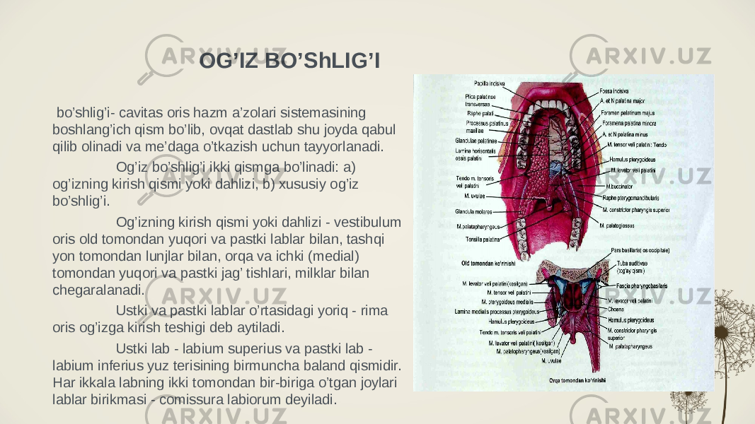 OG’IZ BO’ShLIG’I bo’shlig’i- cavitas oris hazm a’zolari sistemasining boshlang’ich qism bo’lib, ovqat dastlab shu joyda qabul qilib olinadi va me’daga o’tkazish uchun tayyorlanadi. Og’iz bo’shlig’i ikki qismga bo’linadi: a) og’izning kirish qismi yoki dahlizi, b) xususiy og’iz bo’shlig’i. Og’izning kirish qismi yoki dahlizi - vestibulum oris old tomondan yuqori va pastki lablar bilan, tashqi yon tomondan lunjlar bilan, orqa va ichki (medial) tomondan yuqori va pastki jag’ tishlari, milklar bilan chegaralanadi. Ustki va pastki lablar o’rtasidagi yoriq - rima oris og’izga kirish teshigi deb aytiladi. Ustki lab - labium superius va pastki lab - labium inferius yuz terisining birmuncha baland qismidir. Har ikkala labning ikki tomondan bir-biriga o’tgan joylari lablar birikmasi - comissura labiorum deyiladi. 