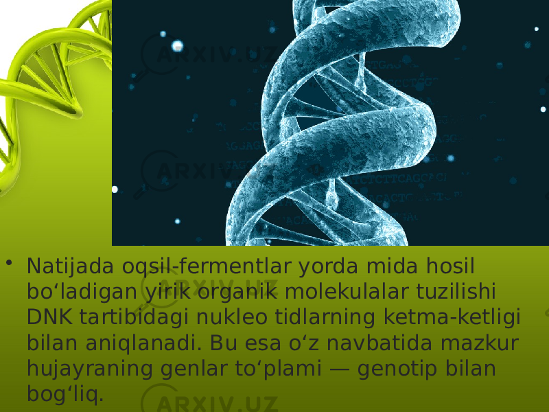 • Natijada oqsil-fermentlar yorda mida hosil bo‘ladigan yirik organik molekulalar tuzilishi DNK tartibidagi nukleo tidlarning ketma-ketligi bilan aniqlanadi. Bu esa o‘z navbatida mazkur hujayraning genlar to‘plami — genotip bilan bog‘liq. 