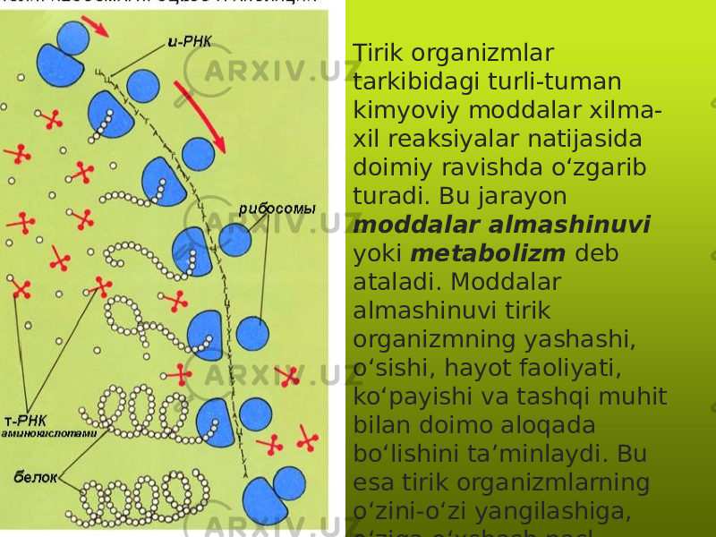 • Tirik organizmlar tarkibidagi turli-tuman kimyoviy moddalar xilma- xil reaksiyalar natijasida doimiy ravishda o‘zgarib turadi. Bu jarayon moddalar almashinuvi yoki metabolizm deb ataladi. Moddalar almashinuvi tirik organizmning yashashi, o‘sishi, hayot faoliyati, ko‘payishi va tashqi muhit bilan doimo aloqada bo‘lishini ta’minlaydi. Bu esa tirik organizmlarning o‘zini-o‘zi yangilashiga, o‘ziga o‘xshash nasl qoldirishiga olib keladi, ularning yashashi uchun zarur shart hisoblanadi. 