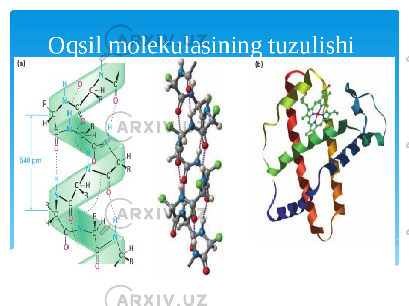 Oqsil molekulasining tuzulishi Вставка рисунка 