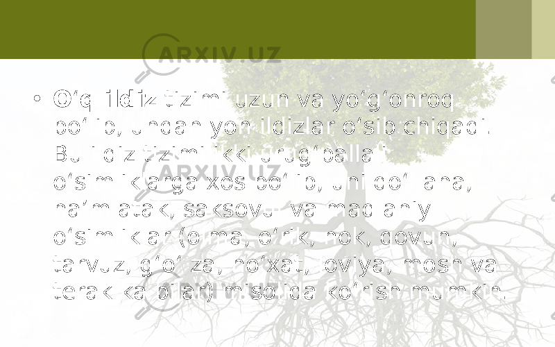 • O ‘ q ildiz tizimi uzun va yo‘g‘onroq bo‘lib, undan yon ildizlar o‘sib chiqadi. Bu ildiz tizimi ikki urug‘pallali o‘simliklarga xos bo‘lib, uni do‘l ana, na’m atak, saksovul va mad aniy o‘simliklar (olma, o‘rik, nok, qovun, tarvuz, g‘o‘ za, no‘xat, loviya, mosh va terak ka bilar) misolida ko‘rish mumkin. 