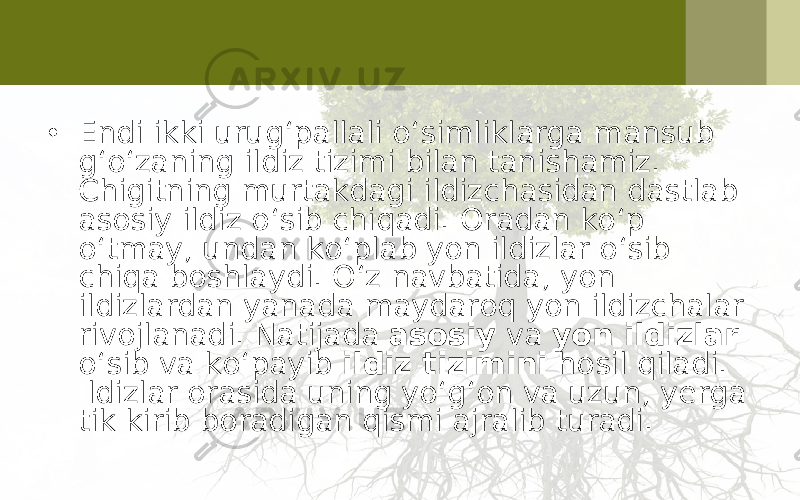 • Endi ikki urug‘pallali o‘simliklarga mansub g‘o‘zaning ildiz tizimi bilan tanishamiz. Chigitning murtakdagi ildizchasidan dastlab asosiy ildiz o‘sib chiqadi. Oradan ko‘p o‘tmay, undan ko‘plab yon ildizlar o‘sib chiqa boshlaydi. O‘z navbatida, yon ildizlardan yanada maydaroq yon ildizchalar rivojlanadi. Natijada asosiy va yon ildizlar o‘sib va ko‘payib ildiz tizimini hosil qiladi. Ildizlar orasida uning yo‘g‘on va uzun, yerga tik kirib boradigan qismi ajralib turadi. 