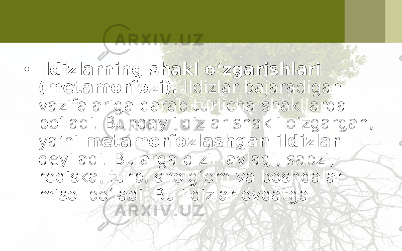 • Ildizlarning shakl o‘zgarishlari (metamorfozi). Ildizlar bajaradigan vazifalariga qarab turlicha shakllarda bo‘ladi. Bunday ildizlar shakli o‘zgargan, ya’ni metamorfozlashgan ildizlar deyiladi. Bularga qizil lavlagi, sabzi, rediska, turp, sholg‘om va boshqalar misol bo‘ladi. Bu ildizlar ovqatga 