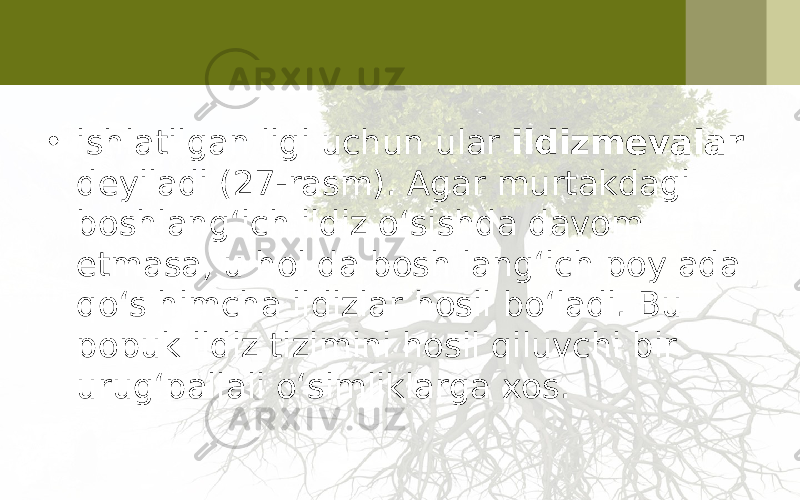 • ishlatilgan ligi uchun ular ildizmevalar deyiladi (27-rasm). Agar murtakdagi boshlang‘ich ildiz o‘sishda davom etmasa, u hol da bosh lang‘ich poy ada qo‘s himcha ildizlar hosil bo‘ladi. Bu popuk ildiz tizimini hosil qiluvchi bir urug‘pallali o‘simliklarga xos. 