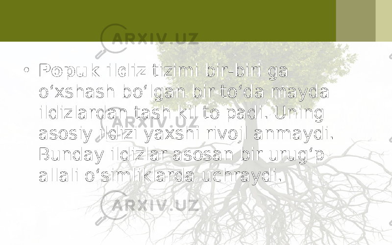 • Popuk ildiz tizimi bir-biri ga o‘xshash bo‘lgan bir to‘da mayda ildizlardan tash kil to padi. Uning asosiy ildizi yaxshi rivojl anmaydi. Bunday ildizlar asosan bir urug‘p allali o‘simliklarda uchraydi. 