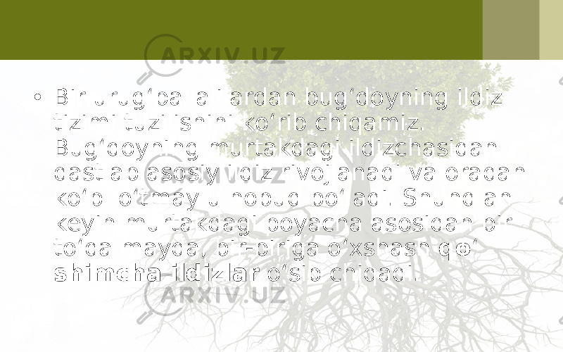 • Bir urug‘pallalilardan bug‘doyning ildiz tizimi tuzilishini ko‘rib chiqamiz. Bug‘doyning murtakdagi ildizchasidan dastlab asosiy ildiz rivojlanadi va oradan ko‘p o‘tmay u nobud bo‘ladi. Shund an keyin murtakdagi poyacha asosidan bir to‘da mayda, bir-biriga o‘xshash qo ‘ shimcha ildizlar o‘sib chiqadi. 