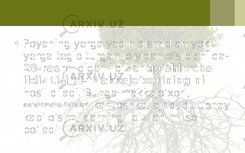 • Poyaning yerga yaqin qismid an yoki yerga tegib turgan jo yidan o‘sib chi qa- 28-rasm. digan ildizlar qo ‘ shimcha ildiz tizimi- Makkajo‘xorining ni hosil qiladi. Bunga makkajo‘xori, qo‘shimcha ildizlari. kar toshka, ajriq, qulupnay kabi o‘simliklarning ildiz lari mi sol bo‘ladi 