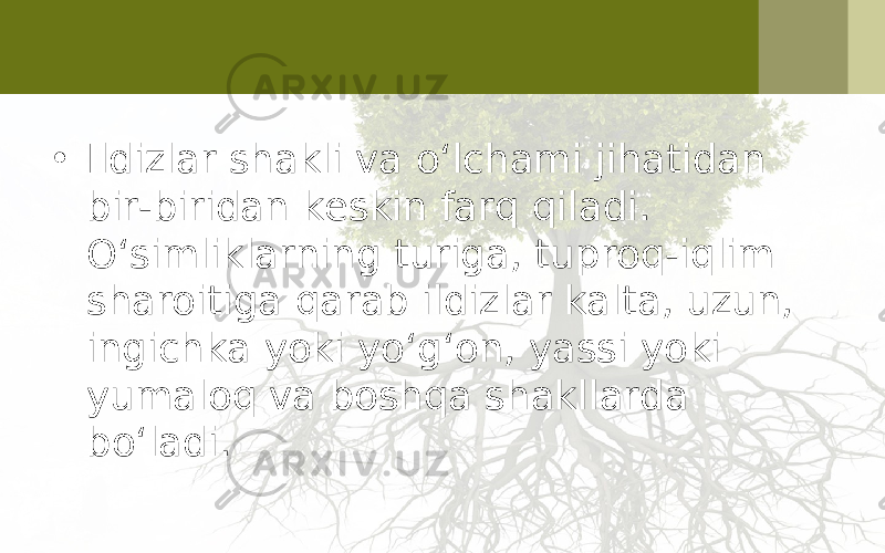 • Ildizlar shakli va o‘lchami jihatidan bir-biridan keskin farq qiladi. O‘simliklarning turiga, tuproq-iqlim sharoitiga qarab ildizlar kalta, uzun, ingichka yoki yo‘g‘on, yassi yoki yumaloq va boshqa shakllarda bo‘ladi. 