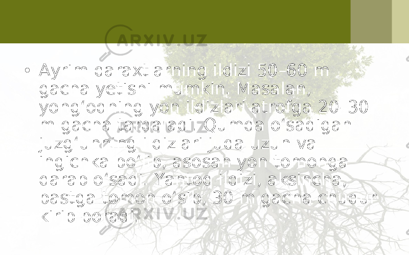 • Ayrim daraxtlarning ildizi 50–60 m gacha yetishi mumkin. Masalan, yong‘oqning yon ildizlari atrofga 20–30 m gacha tarqaladi. Qumda o‘sadigan juzg‘unning ildizlari juda uzun va ingichka bo‘lib, asosan yon tomonga qarab o‘sadi. Yantoq ildizi, aksincha, pastga tomon o‘sib, 30 m gacha chuqur kirib boradi. 