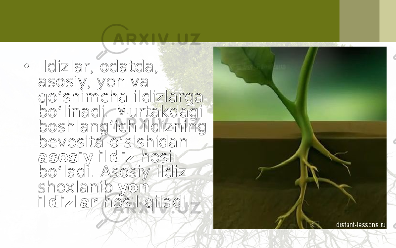 • Ildizlar, odatda, asosiy, yon va qo‘shimcha ildizlarga bo‘linadi. Murtakdagi boshlang‘ich ildizning bevosita o‘sishidan asosiy ildiz hosil bo‘ladi. Asosiy ildiz shoxlanib yon ildizlar hosil qiladi. 