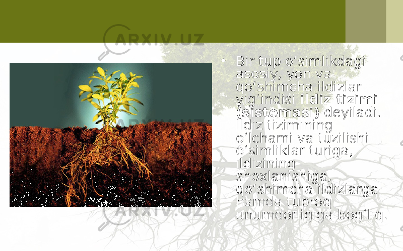 • Bir tup o‘simlikdagi asosiy, yon va qo‘shimcha ildizlar yig‘indisi ildiz tizimi (sistemasi) deyiladi. Ildiz tizimining o‘lchami va tuzilishi o‘simliklar turiga, ildizining shoxlanishiga, qo‘shimcha ildizlarga hamda tuproq unumdorligiga bog‘liq. 