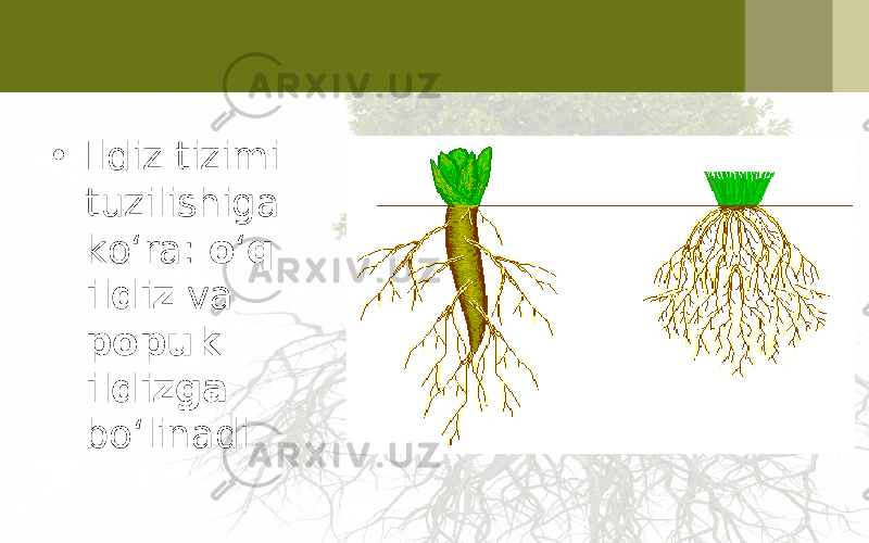 • Ildiz tizimi tuzilishiga ko‘ra: o ‘ q ildiz va popuk ildizga bo‘linadi 