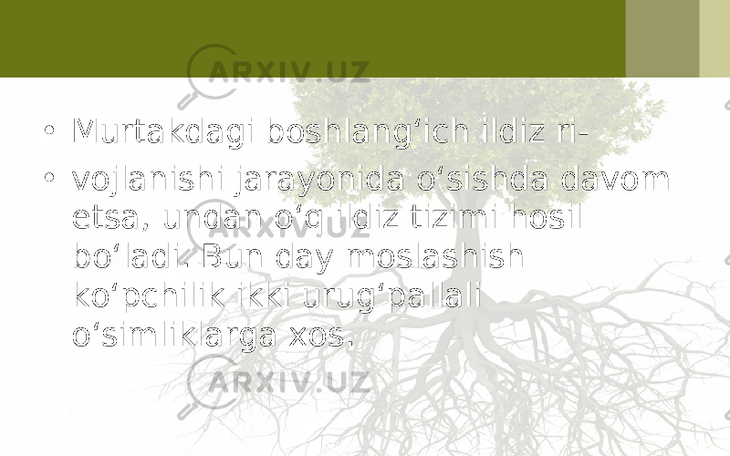 • Murtakdagi boshlang‘ich ildiz ri- • vojlanishi jarayonida o‘sishda davom etsa, undan o‘q ildiz tizimi hosil bo‘ladi. Bun day moslashish ko‘pchilik ikki urug‘pallali o‘simliklarga xos. 