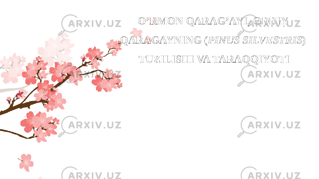 O’RMON QARAG’AYI, ODDIY QARAGAYNING ( PINUS SILVESTRIS ) TUZILISHI VA TARAQQIYOTI 
