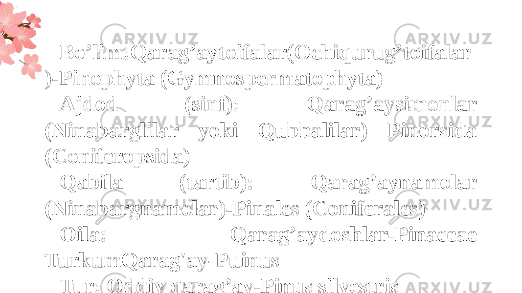 Bo’lim:Qarag’aytoifalar(Ochiqurug’toifalar )-Pinophyta (Gymnospermatophyta) Ajdod (sinf): Qarag’aysimonlar (Ninabarglilar yoki Qubbalilar) Pinorsida (Coniferopsida) Qabila (tartib): Qarag’aynamolar (Ninabargnamolar)-Pinales (Coniferales) Oila: Qarag’aydoshlar-Pinaceae TurkumQarag&#39;ay-Puinus Tur: Oddiy qarag’ay-Pinus silvestris 