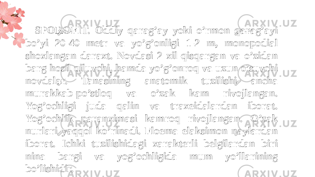 SPOROFIT. Oddiy qarag’ay yoki o’rmon qarag’ayi bo’yi 20-40 metr va yo’g’onligi 1-2 m, monopodial shoxlangan daraxt. Novdasi 2 xil-qisqargan va o’zidan barg hosil qiluvchi, hamda yo’g’onroq va uzun o’suvchi novdalar. Tanasining anatomik tuzilishi ancha murakkab-po’stloq va o’zak kam rivojlangan. Yog’ochligi juda qalin va traxeidalardan iborat. Yog’ochlik paranximasi kamroq rivojlangan. O’zak nurlari yaqqol ko’rinadi. Floema elaksimon naylardan iborat. Ichki tuzilishidagi xarakterli belgilardan biri nina bargi va yog’ochligida mum yo’llarining bo’lishidir. 