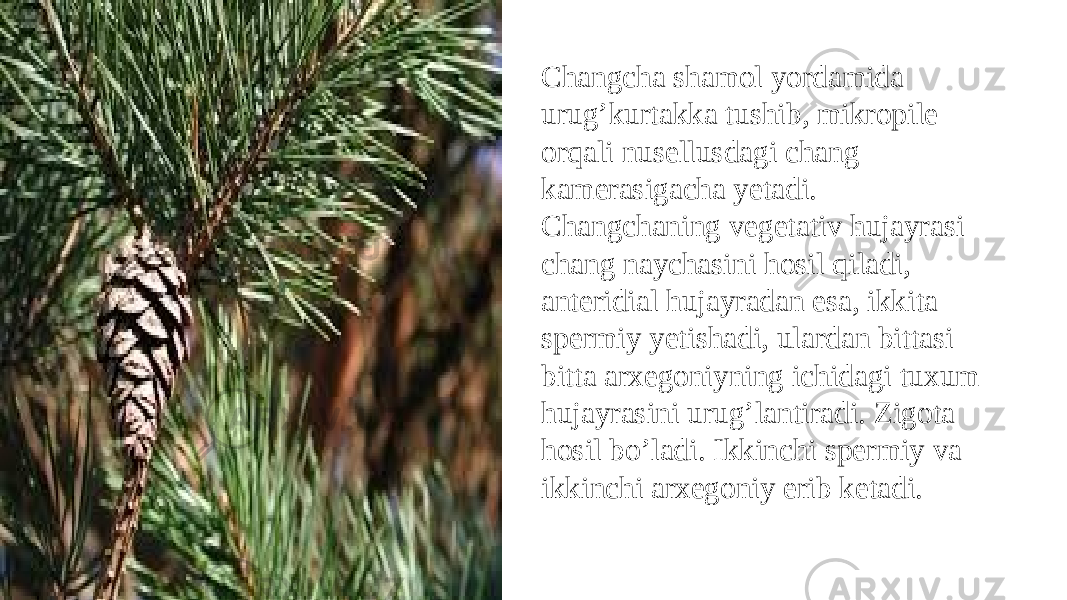 Changcha shamol yordamida urug’kurtakka tushib, mikropile orqali nusellusdagi chang kamerasigacha yetadi. Changchaning vegetativ hujayrasi chang naychasini hosil qiladi, anteridial hujayradan esa, ikkita spermiy yetishadi, ulardan bittasi bitta arxegoniyning ichidagi tuxum hujayrasini urug’lantiradi. Zigota hosil bo’ladi. Ikkinchi spermiy va ikkinchi arxegoniy erib ketadi. 