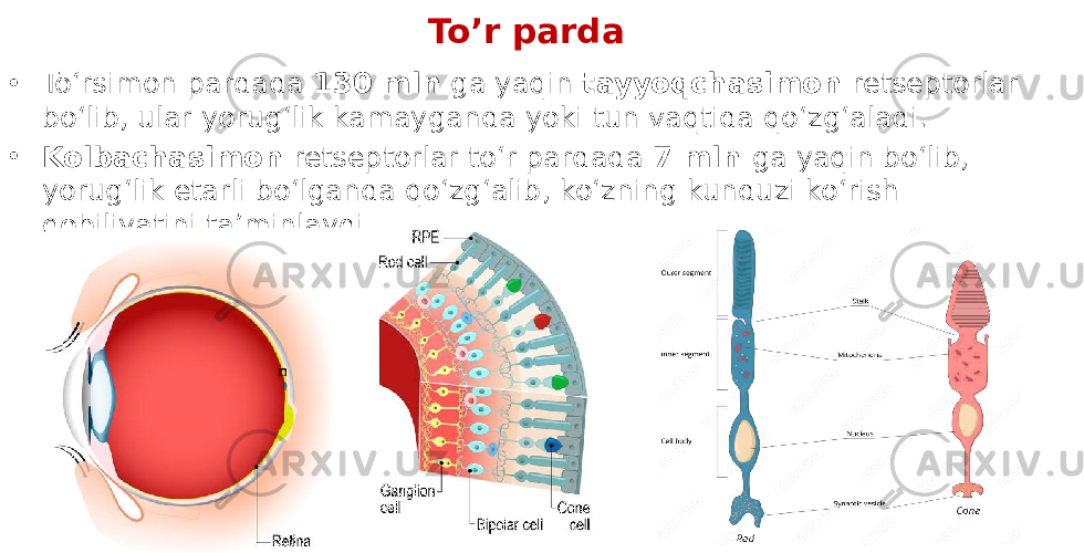 To’r parda • Toʻrsimon pardada 130 mln ga yaqin tayyoqchasimon rеtsеptorlar boʻlib, ular yorugʻlik kamayganda yoki tun vaqtida qoʻzgʻaladi. • Kolbachasimon retseptorlar toʻr pardada 7 mln ga yaqin boʻlib, yorugʻlik еtarli boʻlganda qoʻzgʻalib, koʻzning kunduzi koʻrish qobiliyatini ta’minlaydi. 