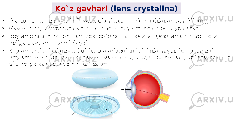 Ko`z gavhari (lens crystalina) • Ikki tomonlama qavariq linzaga o`xshaydi. Tiniq moddadan tashkil topgan. • Gavharning ust tomonidan biriktiruvchi boylamchalar kеlib yopishadi. • Boylamchalarning tortilishi yoki bo`shatilishi gavhar yassilanishini yoki o`z holiga qaytishini ta&#39;minlaydi. • Boylamchalar ikki qavat bo`lib, oralaridagi bo`shliqda suyuqlik joylashadi. Boylamchalar tortilganda, gavhar yassilanib, uzoqni ko`rsatadi, bo`shashganda o`z holiga qaytib, yaqinni ko`rsatadi. 