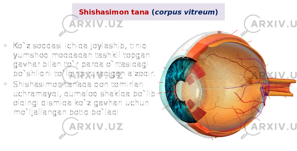 Shishasimon tana ( corpus vitreum ) • Ko`z soqqasi ichida joylashib, tiniq yumshoq moddadan tashkil topgan gavhar bilan to`r parda o`rtasidagi bo`shliqni to`ldirib turadigan a&#39;zodir. • Shishasimon tanada qon tomirlari uchramaydi, dumaloq shaklda bo`lib, oldingi qismida ko`z gavhari uchun mo`ljallangan botiq bo`ladi 