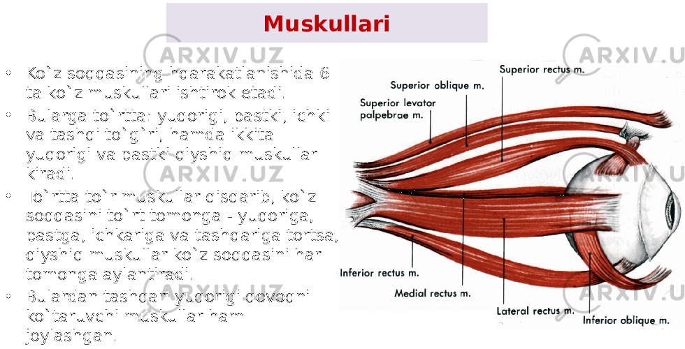 Muskullari • Ko`z soqqasining hqarakatlanishida 6 ta ko`z muskullari ishtirok etadi. • Bularga to`rtta: yuqorigi, pastki, ichki va tashqi to`g`ri, hamda ikkita yuqorigi va pastki qiyshiq muskullar kiradi. • To`rtta to`r muskullar qisqarib, ko`z soqqasini to`rt tomonga - yuqoriga, pastga, ichkariga va tashqariga tortsa, qiyshiq muskullar ko`z soqqasini har tomonga aylantiradi. • Bulardan tashqari yuqorigi qovoqni ko`taruvchi muskullar ham joylashgan. 