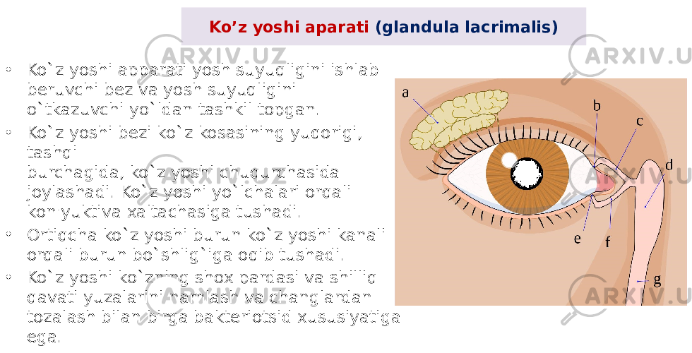 Ko’z yoshi aparati (glandula lacrimalis) • Ko`z yoshi apparati yosh suyuqligini ishlab bеruvchi bеz va yosh suyuqligini o`tkazuvchi yo`ldan tashkil topgan. • Ko`z yoshi bеzi ko`z kosasining yuqorigi, tashqi burchagida, ko`z yoshi chuqurchasida joylashadi. Ko`z yoshi yo`lchalari orqali kon&#39;yuktiva xaltachasiga tushadi. • Ortiqcha ko`z yoshi burun ko`z yoshi kanali orqali burun bo`shlig`iga oqib tushadi. • Ko`z yoshi ko`zning shox pardasi va shilliq qavati yuzalarini namlash va changlardan tozalash bilan birga baktеriotsid xususiyatiga ega. 