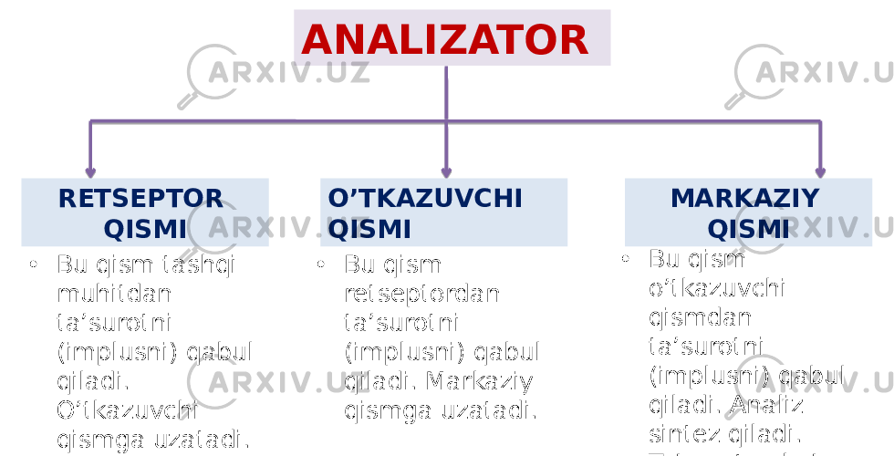 ANALIZATOR RETSEPTOR QISMI O’TKAZUVCHI QISMI MARKAZIY QISMI • Bu qism tashqi muhitdan ta’surotni (implusni) qabul qiladi. O’tkazuvchi qismga uzatadi. • Bu qism retseptordan ta’surotni (implusni) qabul qiladi. Markaziy qismga uzatadi. • Bu qism o’tkazuvchi qismdan ta’surotni (implusni) qabul qiladi. Analiz sintez qiladi. Ta’surotga ko’ra buyruq beradi. 