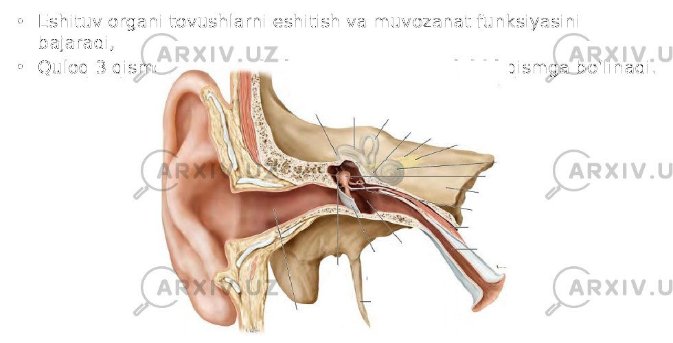 • Eshituv organi tovushlarni eshitish va muvozanat funksiyasini bajaradi, • Quloq 3 qismga: [1] tashqi, [2] oʻrta va [3] ichki qismga boʻlinadi. 