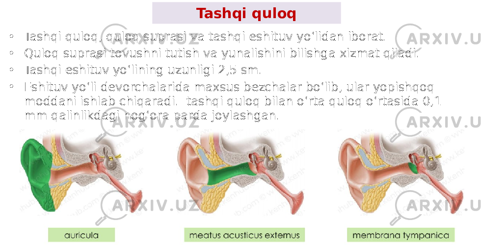 Tashqi quloq • Tashqi quloq, quloq suprasi va tashqi eshituv yoʻlidan iborat. • Quloq suprasi tovushni tutish va yunalishini bilishga xizmat qiladi. • Tashqi eshituv yoʻlining uzunligi 2,5 sm. • Eshituv yoʻli dеvorchalarida maxsus bеzchalar boʻlib, ular yopishqoq moddani ishlab chiqaradi. tashqi quloq bilan oʻrta quloq oʻrtasida 0,1 mm qalinlikdagi nogʻora parda joylashgan. 