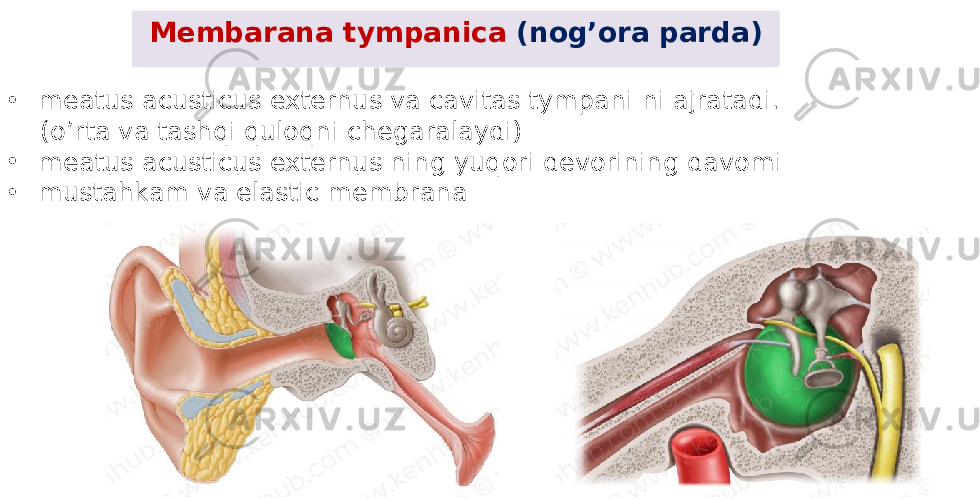 Membarana tympanica (nog’ora parda) • meatus acusticus externus va cavitas tympani ni ajratadi. (o’rta va tashqi quloqni chegaralaydi) • meatus acusticus externus ning yuqori devorining davomi • mustahkam va elastic membrana 