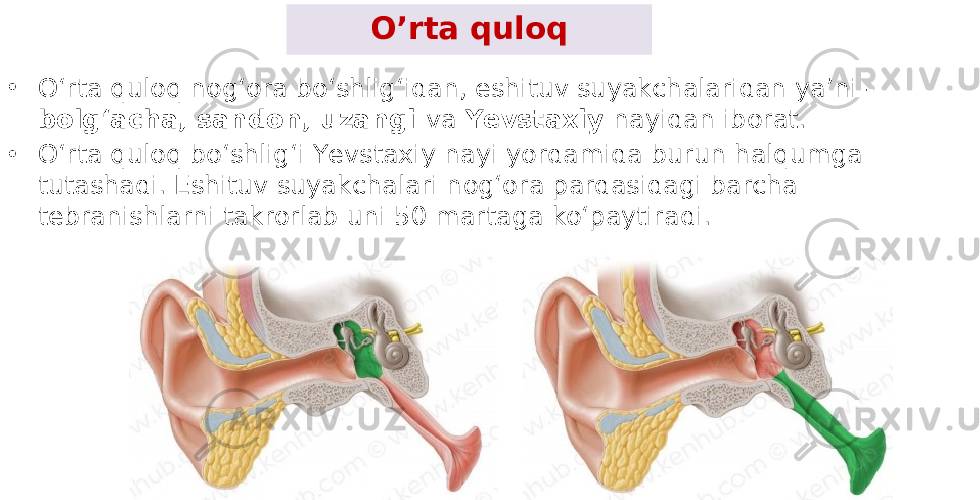 O’rta quloq • Oʻrta quloq nogʻora boʻshligʻidan, eshituv suyakchalaridan ya’ni - bolgʻacha, sandon, uzangi va Yеvstaxiy nayidan iborat. • Oʻrta quloq boʻshligʻi Yеvstaxiy nayi yordamida burun halqumga tutashadi. Eshituv suyakchalari nogʻora pardasidagi barcha tеbranishlarni takrorlab uni 50 martaga koʻpaytiradi. 