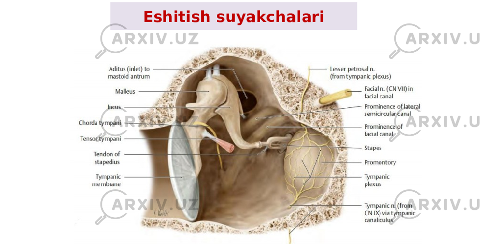 Eshitish suyakchalari 