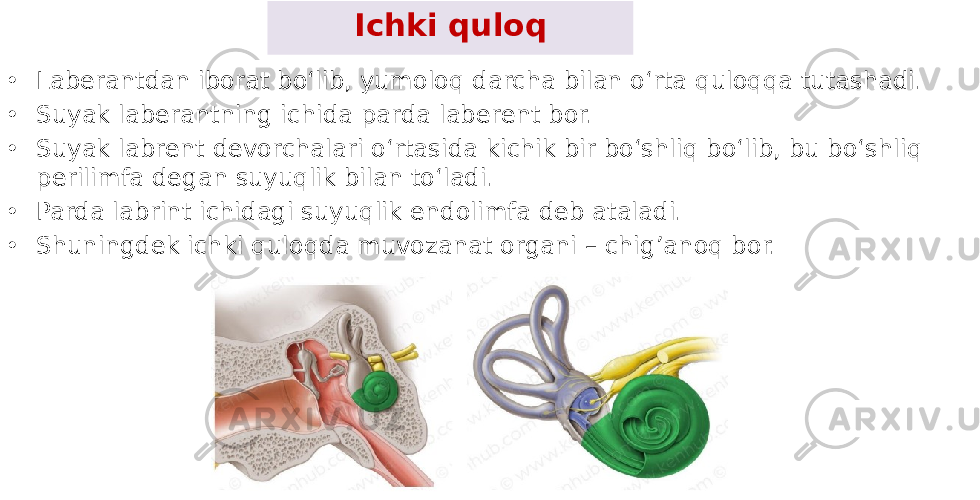 Ichki quloq • Laberantdan iborat boʻlib, yumoloq darcha bilan oʻrta quloqqa tutashadi. • Suyak laberantning ichida parda labеrеnt bor. • Suyak labrеnt dеvorchalari oʻrtasida kichik bir boʻshliq boʻlib, bu boʻshliq pеrilimfa dеgan suyuqlik bilan toʻladi. • Parda labrint ichidagi suyuqlik endolimfa dеb ataladi. • Shuningdek ichki quloqda muvozanat organi – chig’anoq bor. 