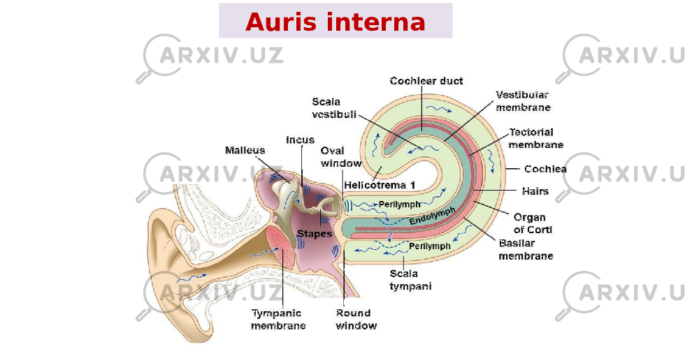 Auris interna 