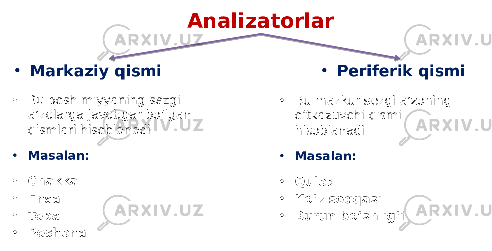 Analizatorlar • Markaziy qismi • Periferik qismi • Bu bosh miyyaning sezgi a’zolarga javobgar bo’lgan qismlari hisoblanadi. • Masalan: • Chakka • Ensa • Tepa • Peshona • Bu mazkur sezgi a’zoning o’tkazuvchi qismi hisoblanadi. • Masalan: • Quloq • Ko’z soqqasi • Burun bo’shlig’i 