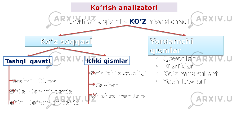 Ko’rish analizatori • Periferik qismi – KO’Z hisoblanadi. Ko’z soqqasi Yordamchi qismlar • Qovoqlar • Kipriklar • Ko’z muskullari • Yosh bezlariTashqi qavati Ichki qismlar Tashqi - fibroz O’rta – tomirli parda Ichki – to’rsimon parda Ko’z ichi suyuqligi Gavhar Shishasimon tana 08 01 15 2D 