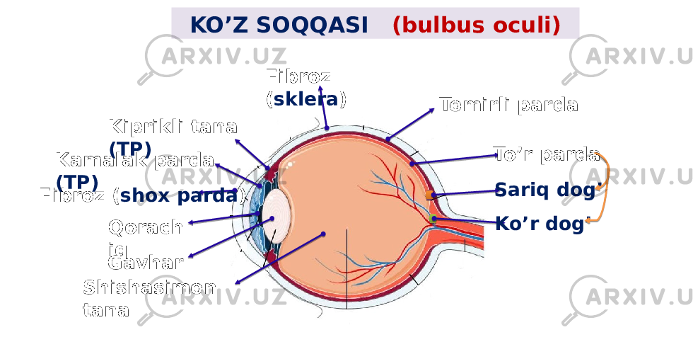 KO’Z SOQQASI (bulbus oculi) Fibroz ( sklera ) Tomirli parda To’r parda Sariq dog’ Ko’r dog’Fibroz ( shox parda )Kiprikli tana (TP) Kamalak parda (TP) Qorach iq Gavhar Shishasimon tana 