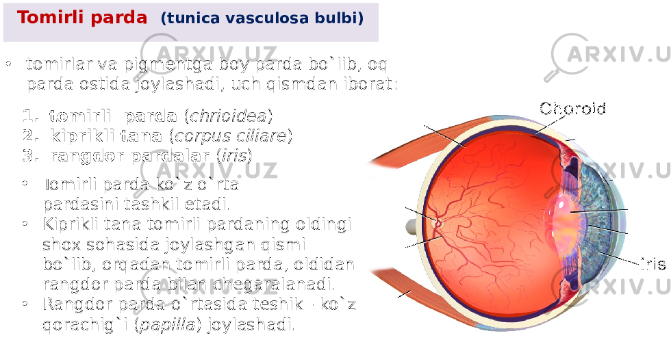 Tomirli parda (tunica vasculosa bulbi) • tomirlar va pigmеntga boy parda bo`lib, oq parda ostida joylashadi, uch qismdan iborat: 1. tomirli parda ( chrioidea ) 2. kiprikli tana ( corpus ciliare ) 3. rangdor pardalar ( iris ) • Tomirli parda ko`z o`rta pardasini tashkil etadi. • Kiprikli tana tomirli pardaning oldingi shox sohasida joylashgan qismi bo`lib, orqadan tomirli parda, oldidan rangdor parda bilan chеgaralanadi. • Rangdor parda o`rtasida tеshik - ko`z qorachig`i ( papilla ) joylashadi. 