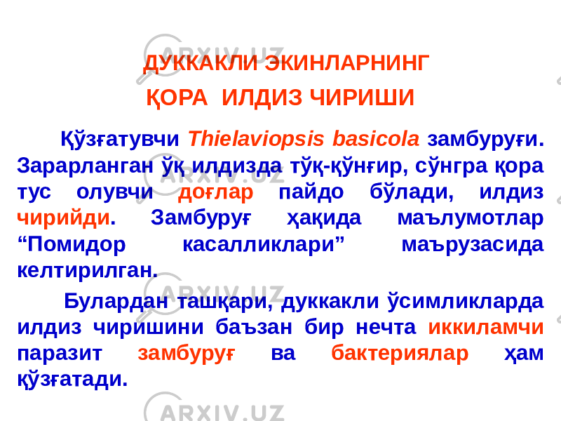  ДУККАКЛИ ЭКИНЛАРНИНГ ҚОРА ИЛДИЗ ЧИРИШИ Қўзғатувчи Thielaviopsis basicola замбуруғи. Зарарланган ўқ илдизда тўқ-қўнғир, сўнгра қора тус олувчи доғлар пайдо бўлади, илдиз чирийди . Замбуруғ ҳақида маълумотлар “Помидор касалликлари” маърузасида келтирилган. Булардан ташқари, дуккакли ўсимликларда илдиз чиришини баъзан бир нечта иккиламчи паразит замбуруғ ва бактериялар ҳам қўзғатади. 