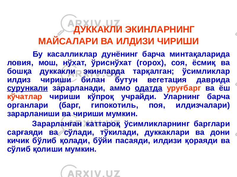  ДУККАКЛИ ЭКИНЛАРНИНГ МАЙСАЛАРИ ВА ИЛДИЗИ ЧИРИШИ Бу касалликлар дунёнинг барча минтақаларида ловия, мош, нўхат, ўриснўхат (горох), соя, ёсмиқ ва бошқа дуккакли экинларда тарқалган; ўсимликлар илдиз чириши билан бутун вегетация даврида сурункали зарарланади, аммо одатда уруғбарг ва ёш кўчатлар чириши кўпроқ учрайди. Уларнинг барча органлари (барг, гипокотиль, поя, илдизчалари) зарарланиши ва чириши мумкин. Зарарланган каттароқ ўсимликларнинг барглари сарғаяди ва сўлади, тўкилади, дуккаклари ва дони кичик бўлиб қолади, бўйи пасаяди, илдизи қораяди ва сўлиб қолиши мумкин. 