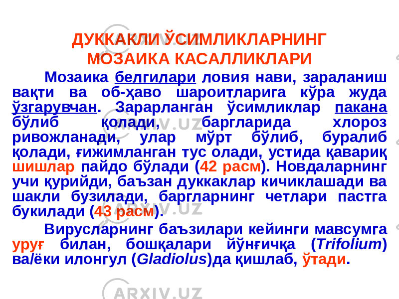 ДУККАКЛИ ЎСИМЛИКЛАРНИНГ МОЗАИКА КАСАЛЛИКЛАРИ Мозаика белгилари ловия нави, зараланиш вақти ва об-ҳаво шароитларига кўра жуда ўзгарувчан . Зарарланган ўсимликлар пакана бўлиб қолади, баргларида хлороз ривожланади, улар мўрт бўлиб, буралиб қолади, ғижимланган тус олади, устида қавариқ шишлар пайдо бўлади ( 42 расм ). Новдаларнинг учи қурийди, баъзан дуккаклар кичиклашади ва шакли бузилади, баргларнинг четлари пастга букилади ( 43 расм ). Вирусларнинг баъзилари кейинги мавсумга уруғ билан, бошқалари йўнғичқа ( Trifolium ) ва/ёки илонгул ( Gladiolus )да қишлаб, ўтади . 