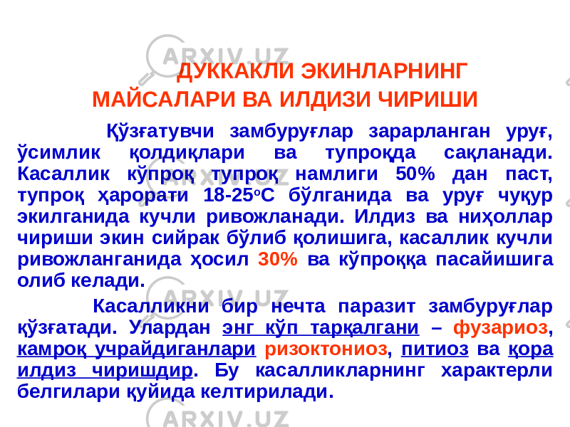  ДУККАКЛИ ЭКИНЛАРНИНГ МАЙСАЛАРИ ВА ИЛДИЗИ ЧИРИШИ Қўзғатувчи замбуруғлар зарарланган уруғ, ўсимлик қолдиқлари ва тупроқда сақланади. Касаллик кўпроқ тупроқ намлиги 50% дан паст, тупроқ ҳарорати 18-25 о С бўлганида ва уруғ чуқур экилганида кучли ривожланади. Илдиз ва ниҳоллар чириши экин сийрак бўлиб қолишига, касаллик кучли ривожланганида ҳосил 30% ва кўпроққа пасайишига олиб келади. Касалликни бир нечта паразит замбуруғлар қўзғатади. Улардан энг кўп тарқалгани – фузариоз , камроқ учрайдиганлари ризоктониоз , питиоз ва қора илдиз чиришдир . Бу касалликларнинг характерли белгилари қуйида келтирилади. 