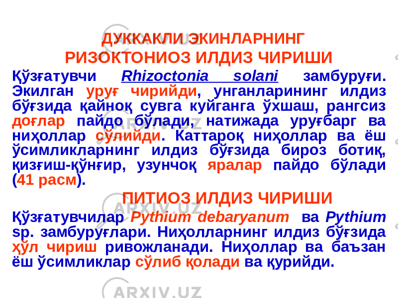  ДУККАКЛИ ЭКИНЛАРНИНГ РИЗОКТОНИОЗ ИЛДИЗ ЧИРИШИ Қўзғатувчи Rhizoctonia solani замбуруғи. Экилган уруғ чирийди , унганларининг илдиз бўғзида қайноқ сувга куйганга ўхшаш, рангсиз доғлар пайдо бўлади, натижада уруғбарг ва ниҳоллар сўлийди . Каттароқ ниҳоллар ва ёш ўсимликларнинг илдиз бўғзида бироз ботиқ, қизғиш-қўнғир, узунчоқ яралар пайдо бўлади ( 41 расм ). ПИТИОЗ ИЛДИЗ ЧИРИШИ Қўзғатувчилар Pythium debaryanum ва Pythium sp. замбуруғлари. Ниҳолларнинг илдиз бўғзида ҳўл чириш ривожланади. Ниҳоллар ва баъзан ёш ўсимликлар сўлиб қолади ва қурийди. 