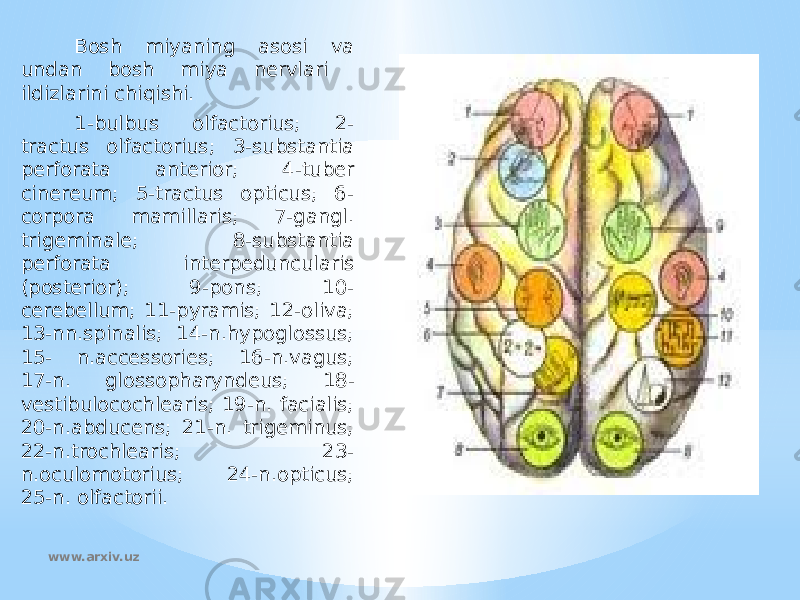 Bosh miyaning asosi va undan bosh miya nervlari ildizlarini chiqishi. 1-bulbus olfactorius; 2- tractus olfactorius; 3-substantia perforata anterior; 4-tuber cinereum; 5-tractus opticus; 6- corpora mamillaris; 7-gangl. trigeminale; 8-substantia perforata interpeduncularis (posterior); 9-pons; 10- cerebellum; 11-pyramis; 12-oliva; 13-nn.spinalis; 14-n.hypoglossus; 15- n.accessories; 16-n.vagus; 17-n. glossopharyndeus; 18- vestibulocochlearis; 19-n. facialis; 20-n.abducens; 21-n. trigeminus; 22-n.trochlearis; 23- n.oculomotorius; 24-n.opticus; 25-n. olfactorii.   www.arxiv.uz 