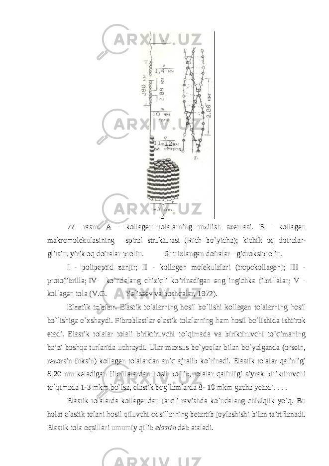 77- rasm. A - kollagen tolalarning tuzilish sxemasi. B - kollagen makromolekulasining spiral strukturasi (Rich bo`yicha); kichik oq doiralar- glitsin, yirik oq doiralar-prolin. Shtrixlangan doiralar - gidroksiprolin. I - polipeptid zanjir; II - kollagen molekulalari (tropokollagen); III - protofibrilla; IV- ko`ndalang chiziqli ko’rinadigan eng ingichka fibrillalar; V - kollagen tola (V.G. Yeliseev va boshqalar, 1972). Elastik tolalar. Elastik tolalarning hosil bo`lishi kollagen tolalarning hosil bo`lishiga o`xshaydi. Fibroblastlar elastik tolalarning ham hosil bo`lishida ishtirok etadi. Elastik tolalar tolali biriktiruvchi to`qimada va biriktiruvchi to`qimaning ba’zi boshqa turlarida uchraydi. Ular maxsus bo`yoqlar bilan bo`yalganda (orsein, rezorsin-fuksin) kollagen tolalardan aniq ajralib ko`rinadi. Elastik tolalar qalinligi 8-20 nm keladigan fibrillalardan hosil bo`lib, tolalar qalinligi siyrak biriktiruvchi to`qimada 1-3 mkm bo`lsa, elastik bog`lamlarda 8- 10 mkm gacha yetadi. . . . Elastik tolalarda kollagendan farqli ravishda ko`ndalang chiziqlik yo`q. Bu holat elastik tolani hosil qiluvchi oqsillarning betartib joylashishi bilan ta’riflanadi. Elastik tola oqsillari umumiy qilib elastin deb ataladi. 