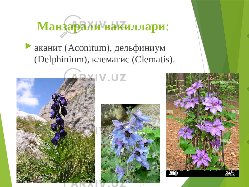 Манзарали вакиллари :  аканит (Aconitum), дельфиниум (Delphinium), клематис (Clematis). 